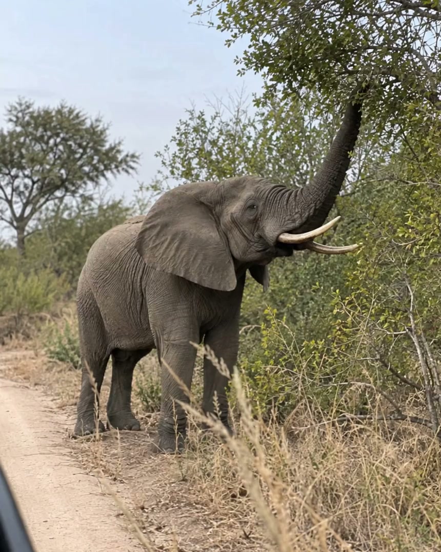 Elephant in a warm, open landscape