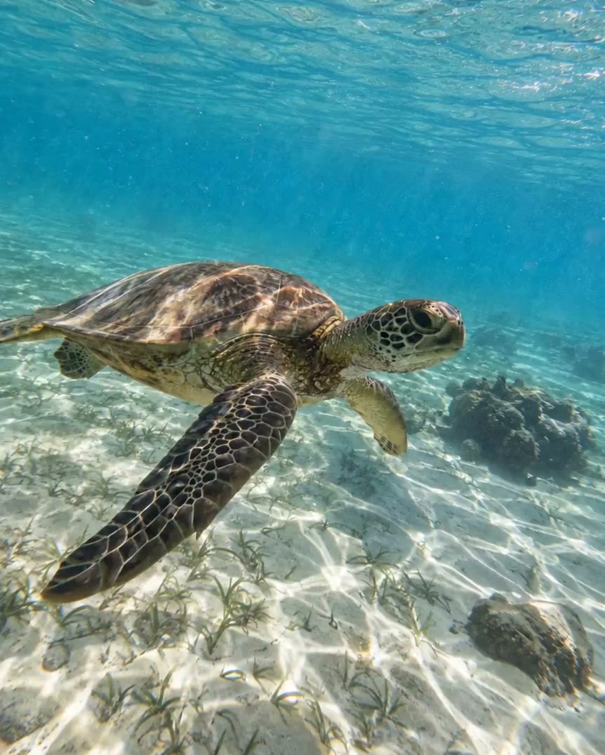 Sea turtle swimming through deep blue-green ocean water