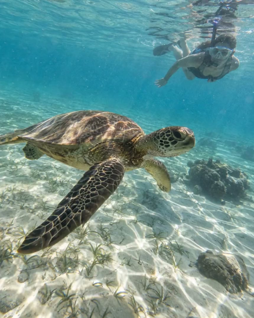 Sea turtle swimming through deep blue-green ocean water