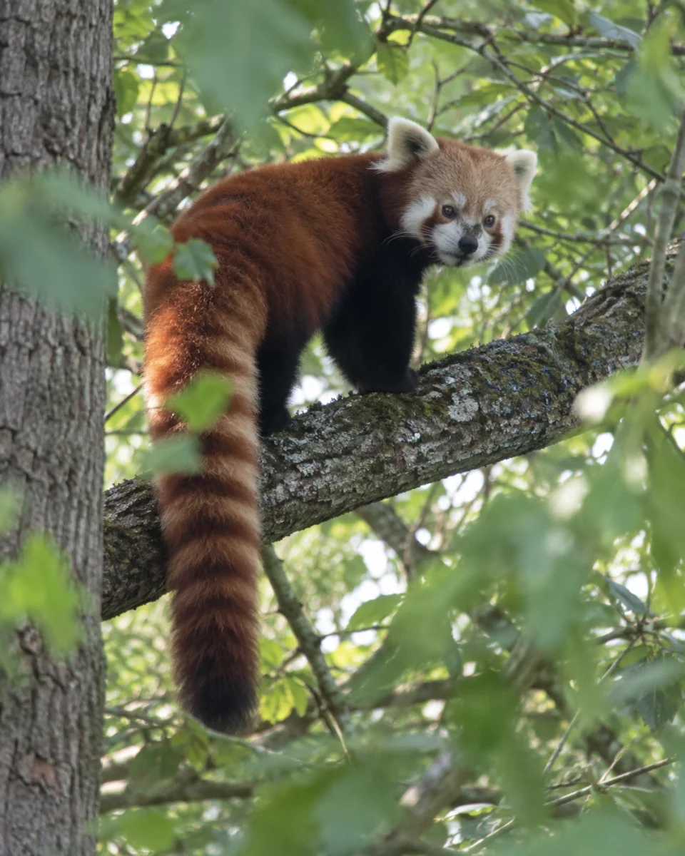 Red panda peeking through leaves